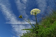 16 Fiori in alto verso il cielo...